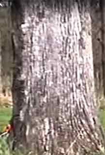 white oak hardwood