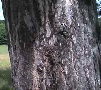 pine scots softwood