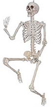 realistic skeleton prop